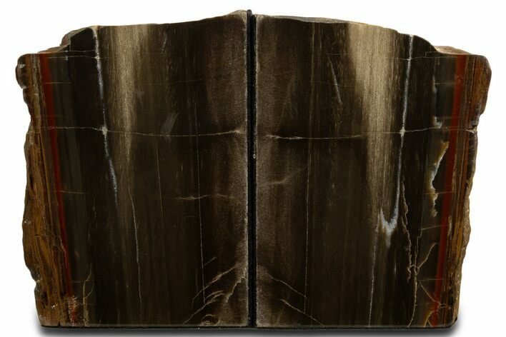 Tall Colorful Petrified Wood Bookends - Circle Cliffs, Utah #338264